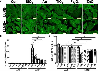 Nanoparticles With Affinity for α-Synuclein Sequester α-Synuclein to Form Toxic Aggregates in Neurons With Endolysosomal Impairment